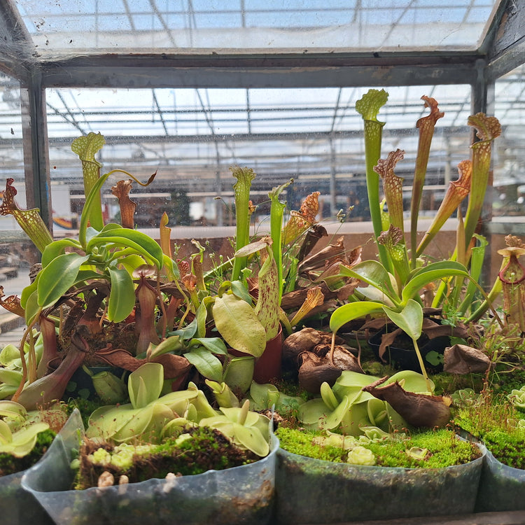 Bog display featuring Sarracenia, Pinguicula, Nepenthese, and Drosera complete with living moss