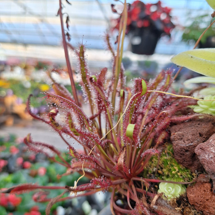 Mean Green Plants