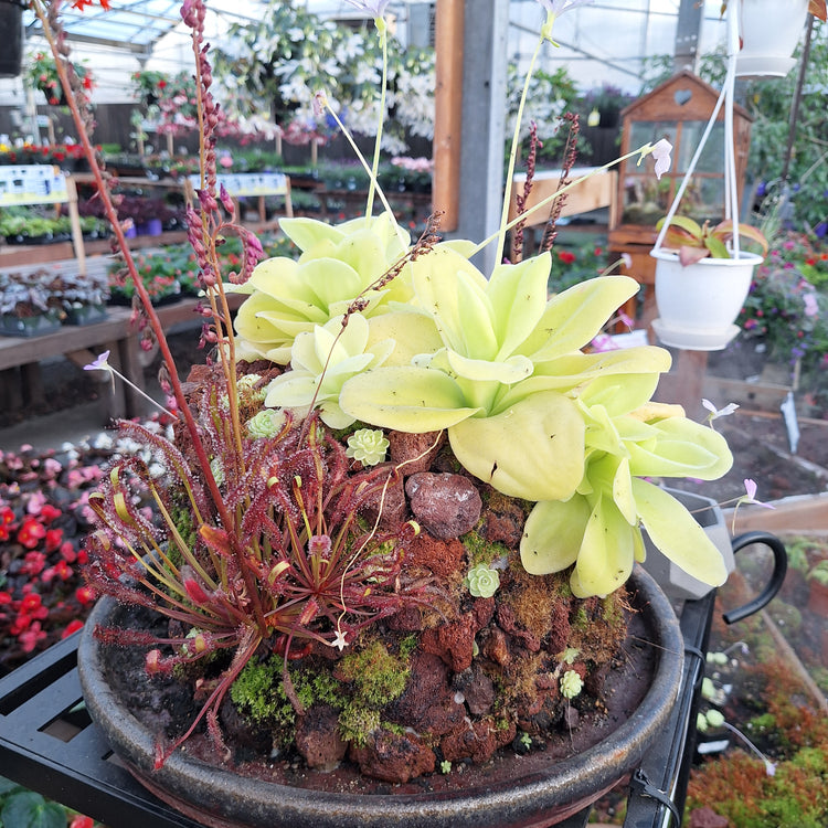 Mean Green Plants
