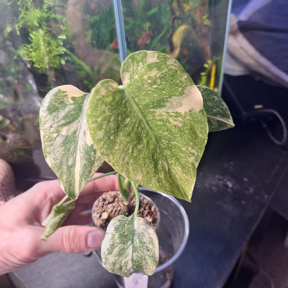 Monstera 'Legacy'