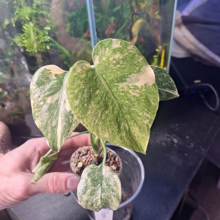 Monstera 'Legacy'