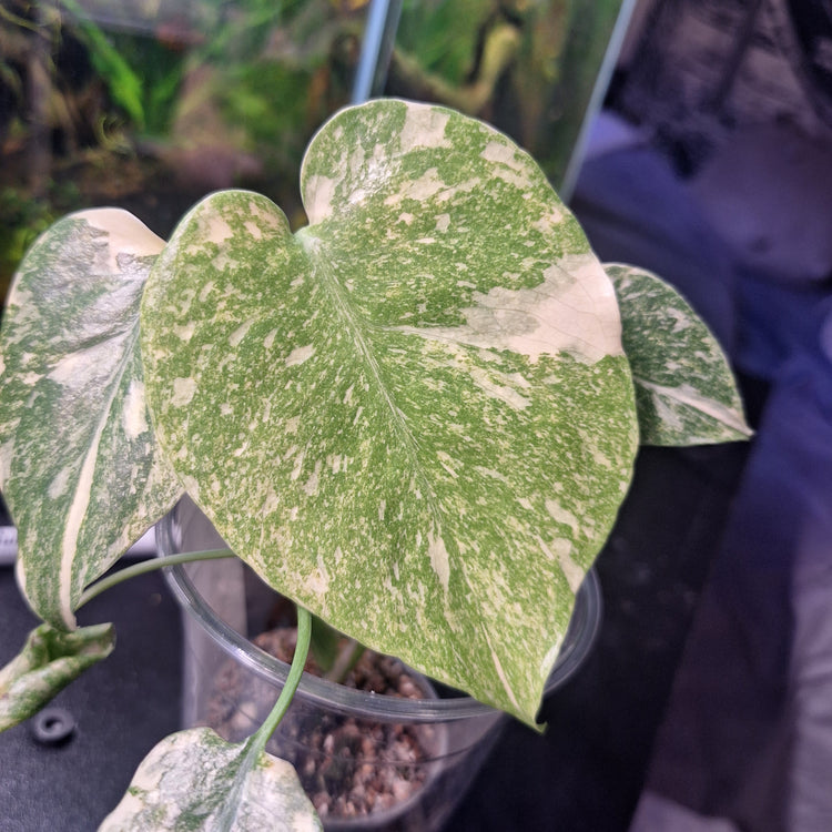 Monstera 'Legacy'