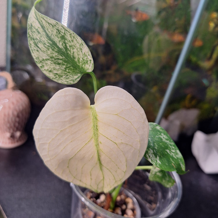 Monstera deliciosa 'Mint'