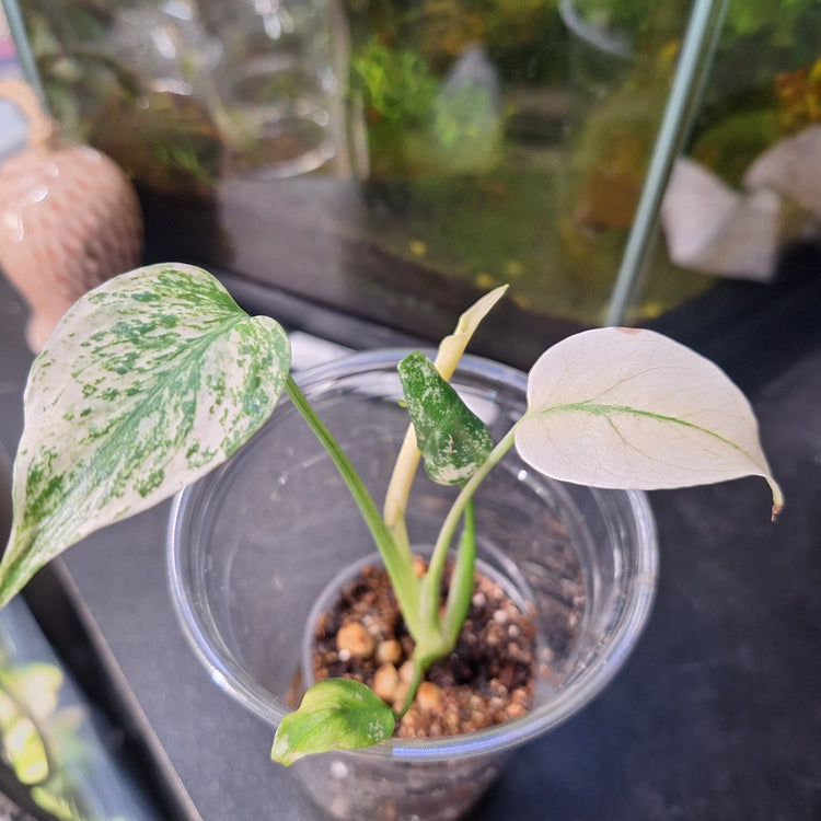 Monstera deliciosa 'Mint'