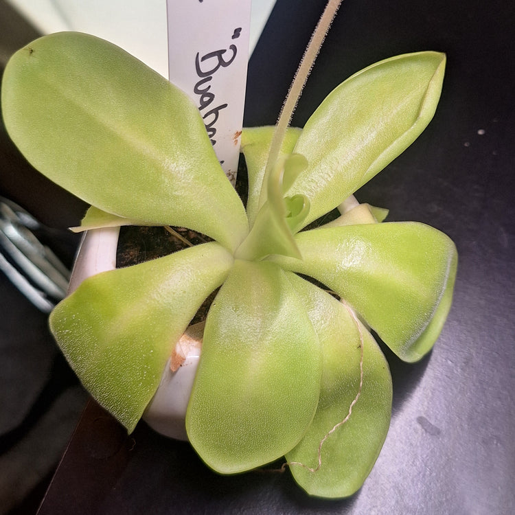 Pinguicula 'Bugbane'