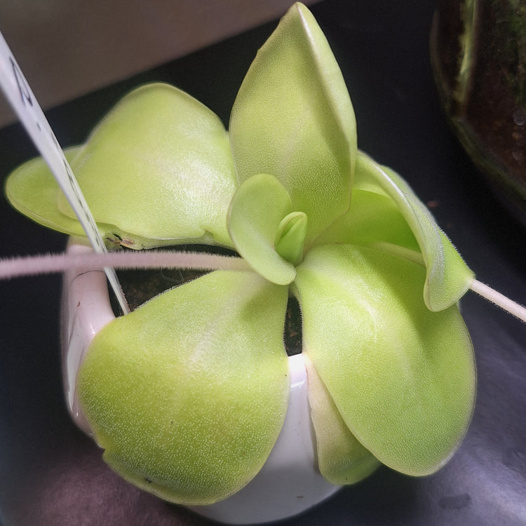 Pinguicula 'Bugbane'