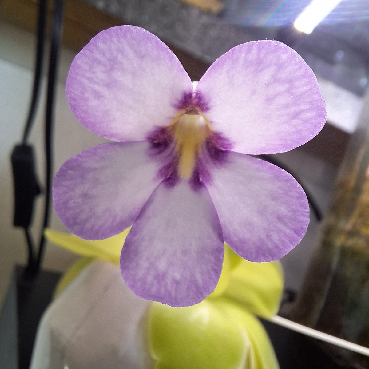 Pinguicula 'Bugbane'