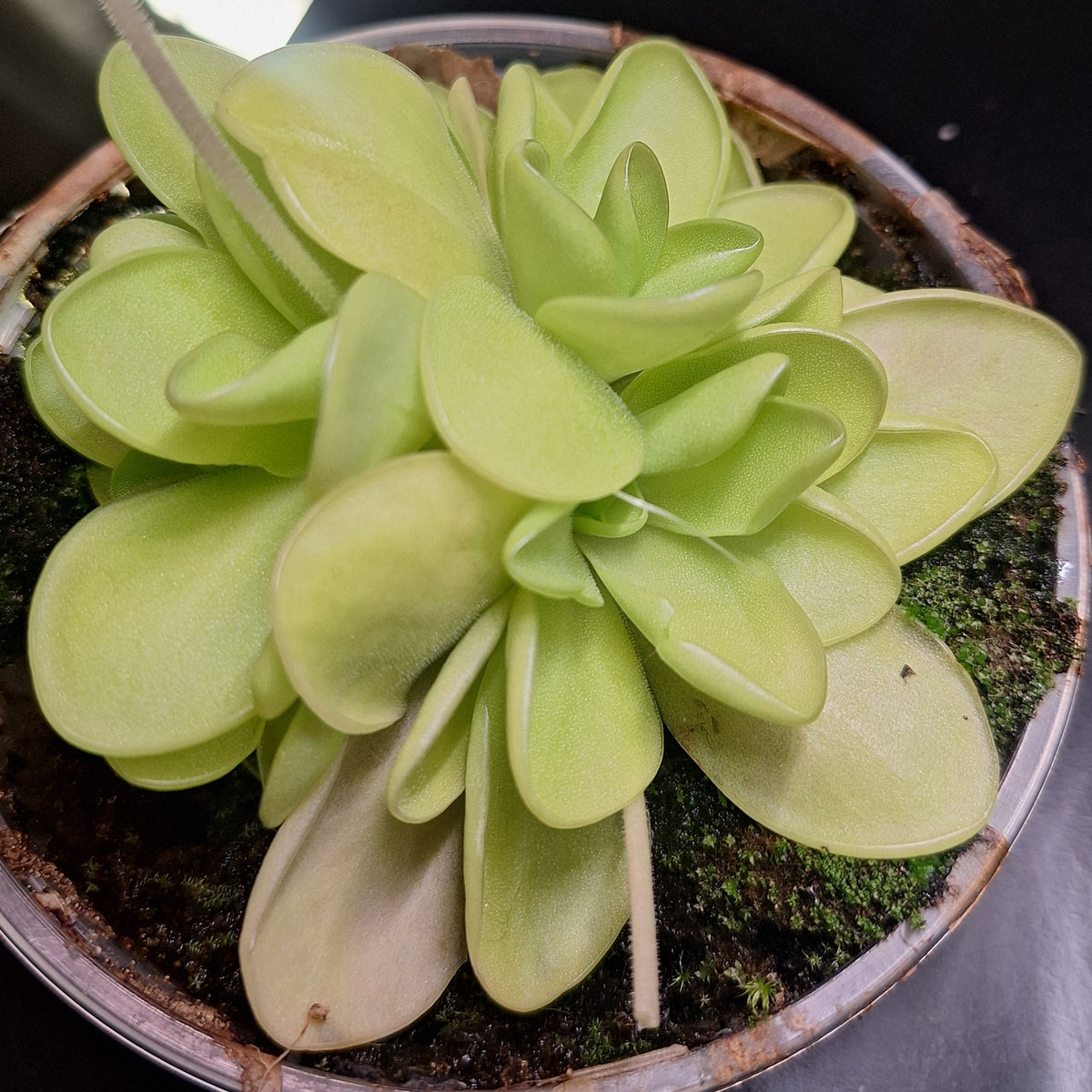 Pinguicula 'Bugbane'