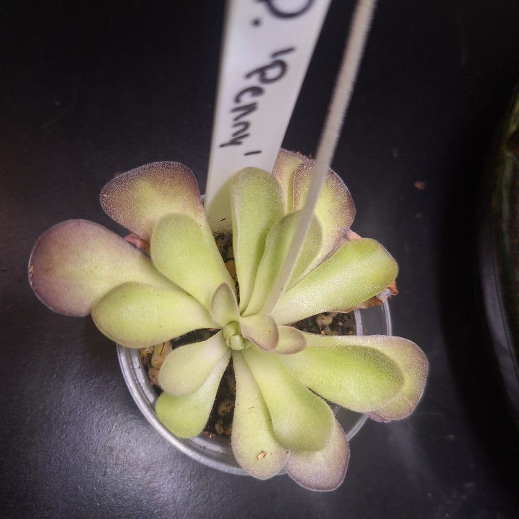 Pinguicula 'Penny'