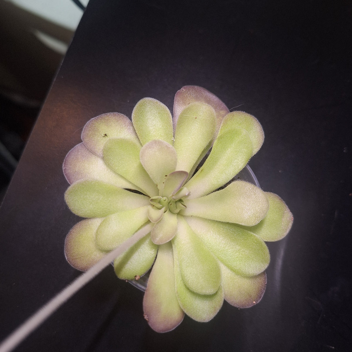 Pinguicula 'Penny'
