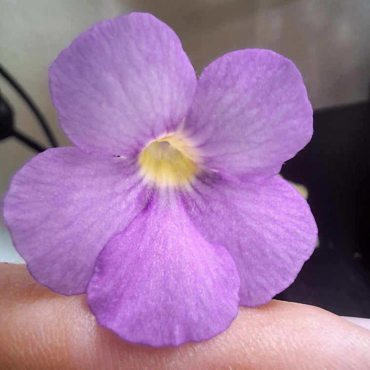 Pinguicula 'Penny'