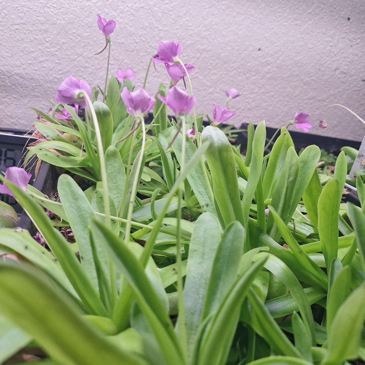 Pinguicula 'Aphrodite'