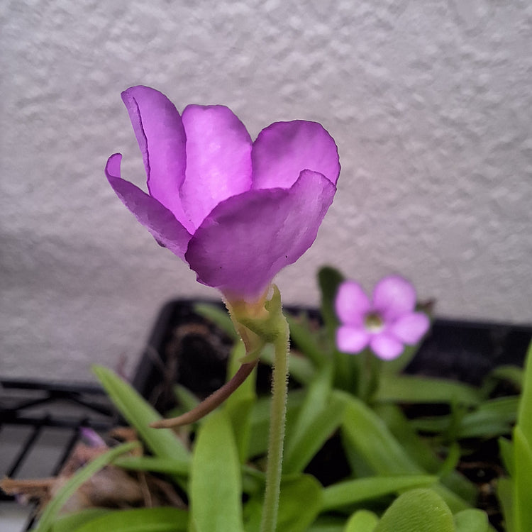 Pinguicula 'Aphrodite'