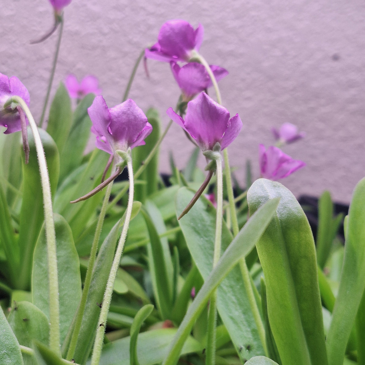 Pinguicula 'Aphrodite'