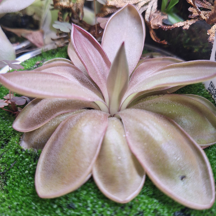 A close-up of P. "Lautner 92/52" x "Big Purple Thing" with pale pink to beige leaves arranged in a rosette, growing on bright green moss
