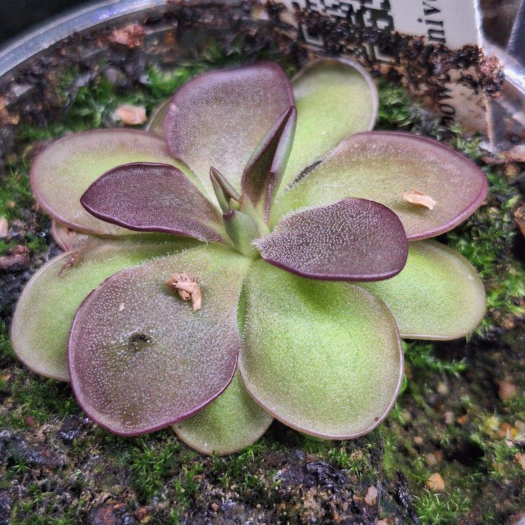 Mean Green Plants
