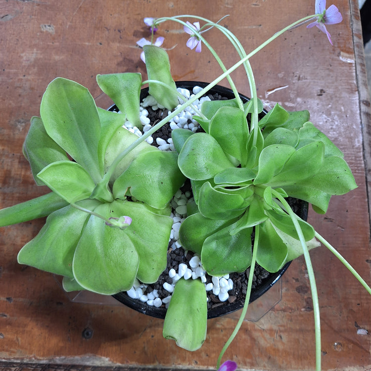 Mean Green Plants