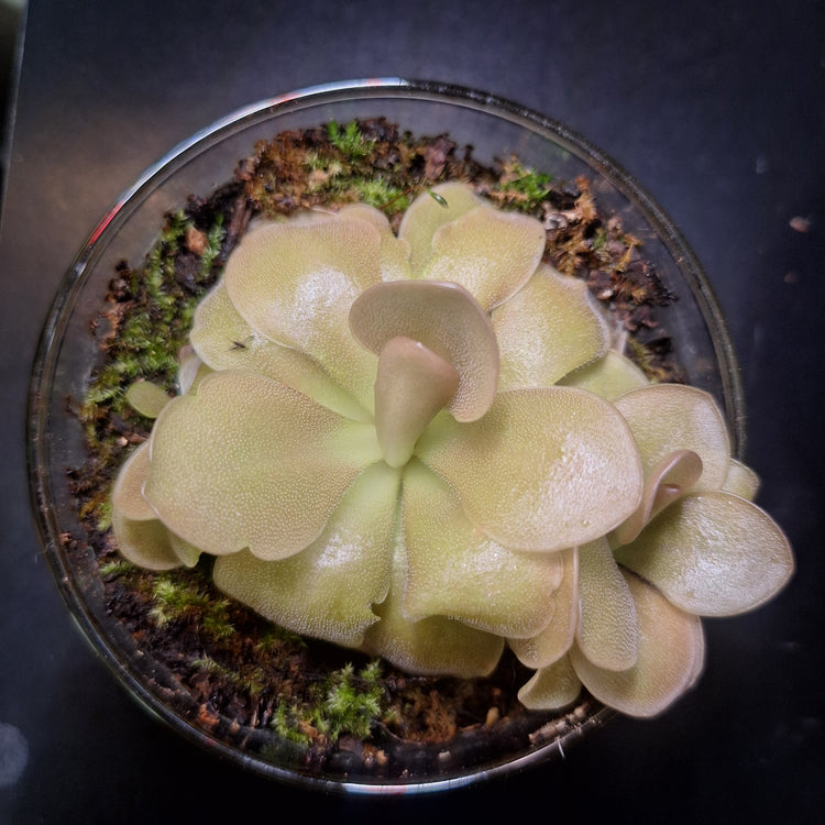 Pinguicula (No ID) Glass
