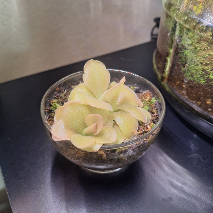Pinguicula (No ID) Glass