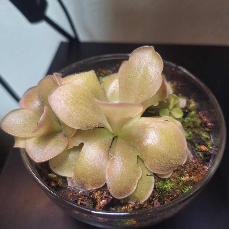 Pinguicula (No ID) Glass